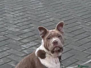 Mixed Breed dogs Miniature bulldog crust chowpei - Advert 1