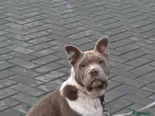 Mixed Breed dogs Miniature bulldog crust chowpei - Advert 7