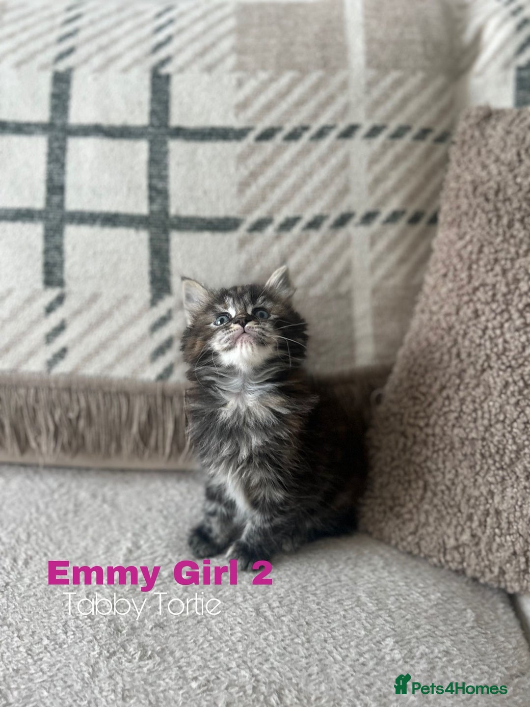 Ragcoon cats for sale: Gorgeous Mainecoon x Ragdoll kittens  - Image 8