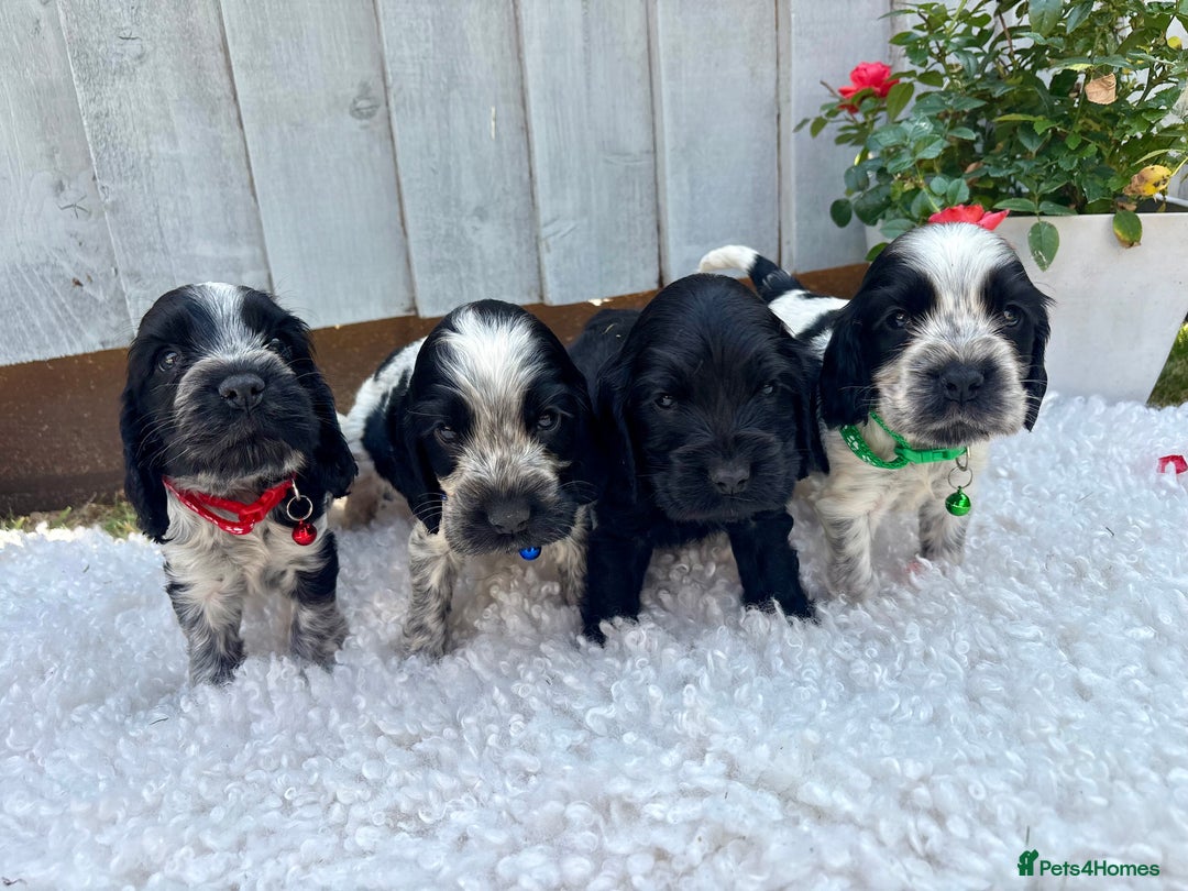 Cocker Spaniel dogs for sale: show type cocker spaniels puppies * ready now  - Image 8