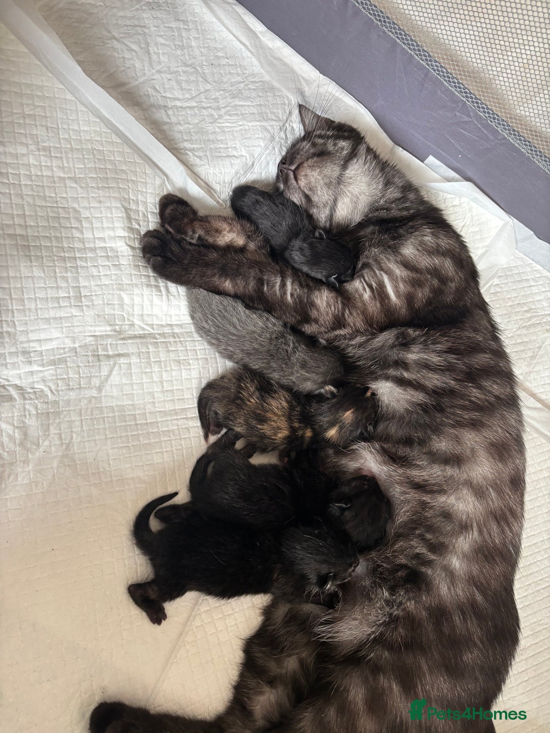 Maine Coon cats for sale: 5 bengal/maine coon kittens - Image 1