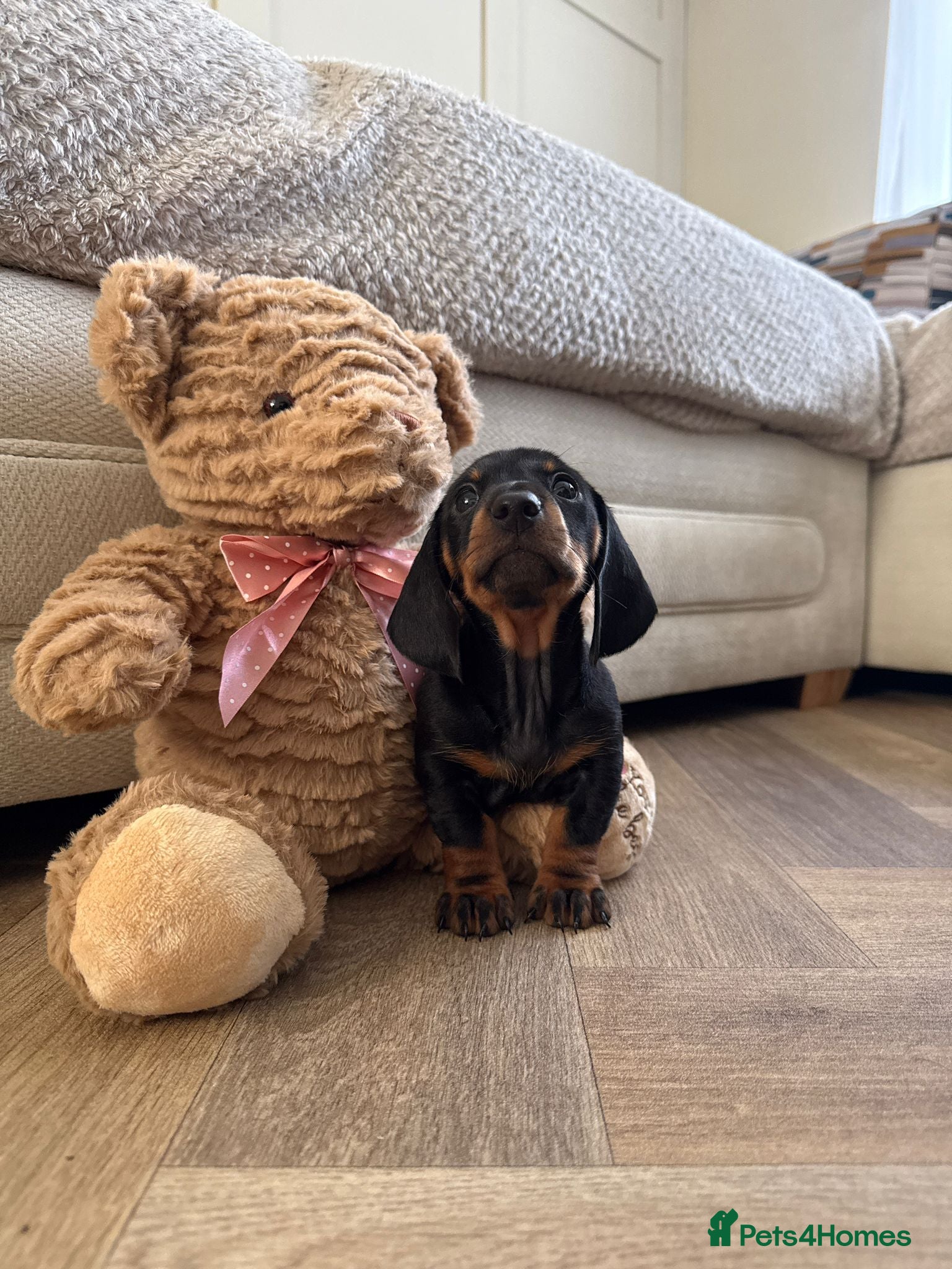 Miniature Dachshund dogs 🐾 Raised With Love - 5 Miniature Sausages 🐾 - Advert 1