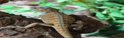 Bearded Dragon reptiles for sale: Red monster x hypo bearded dragons - Advert 6
