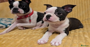 Boston Terrier dogs - Advert 13