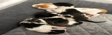Mixed breed 2