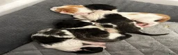 Mixed Breed cats for sale: Calico/bengal kittens - Advert 4
