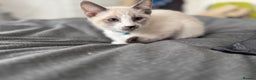 Siamese cats for sale: Siamese/Ragdoll kitten - Advert 4