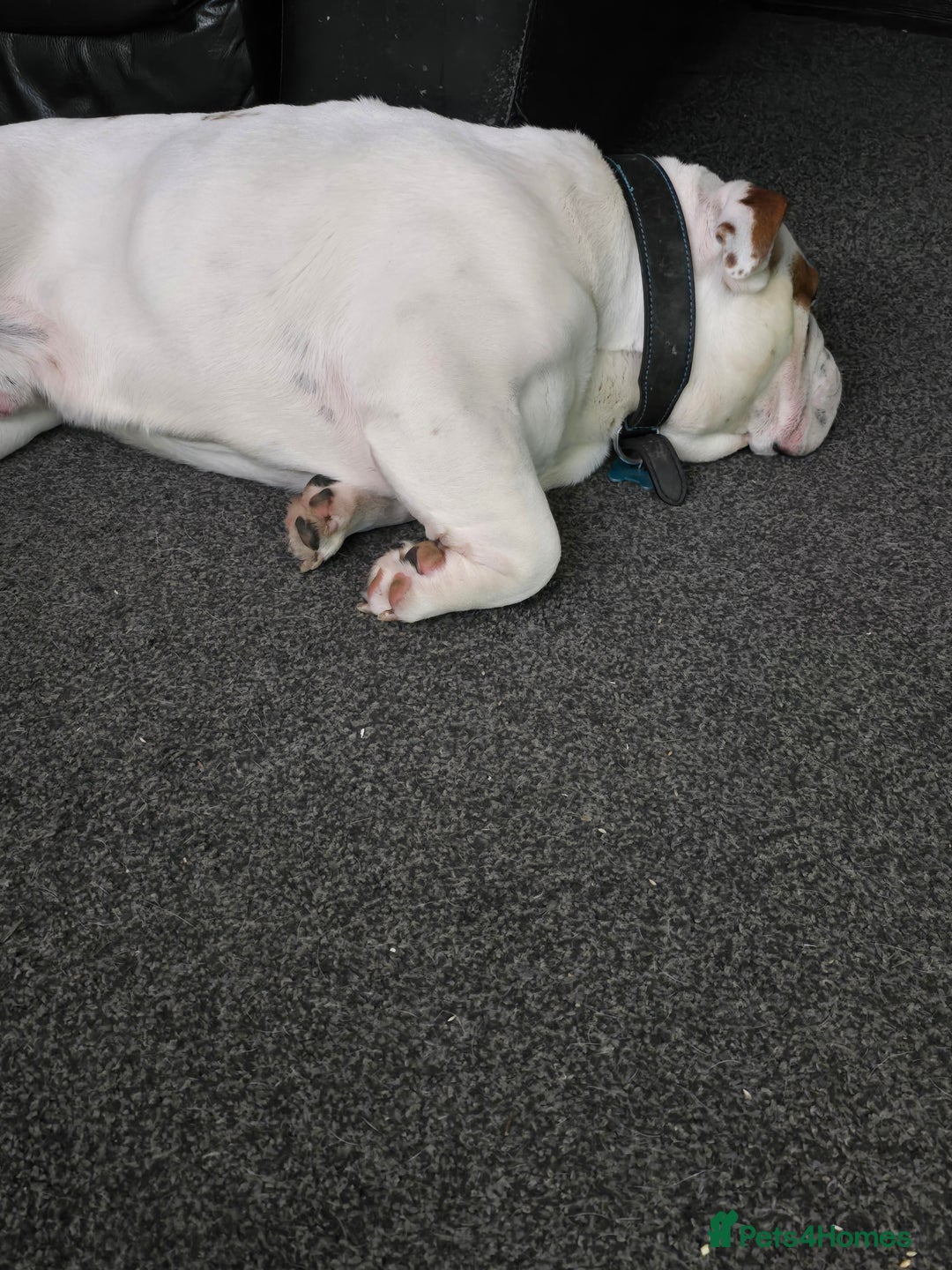 English Bulldog dogs for sale: 4 year old male english bulldog  - Advert 7