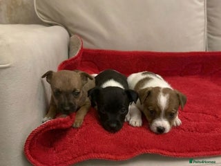 Jack Russell dogs Jack Russell puppies - Advert 1