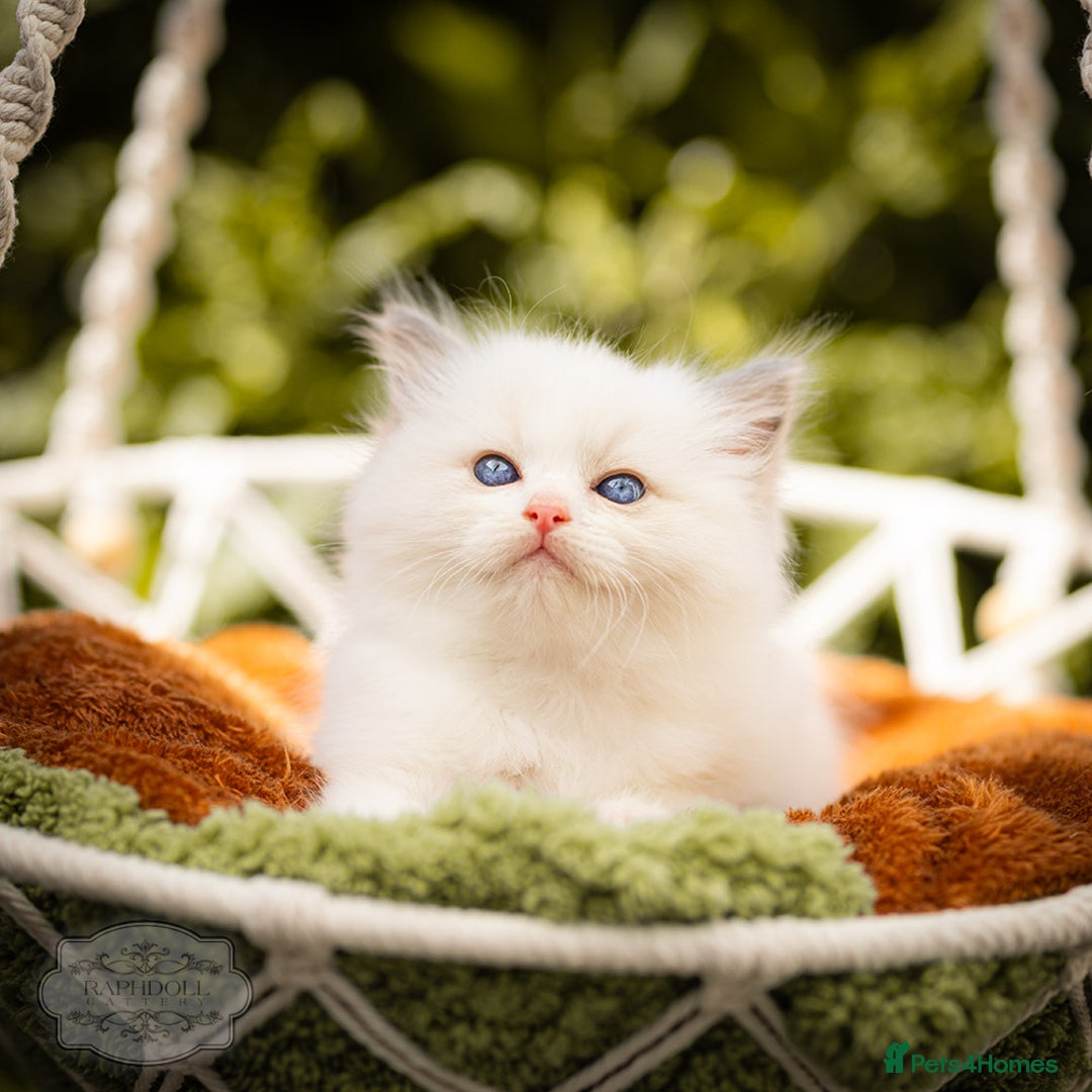 Ragdoll cats for sale: Ragdoll Blue Bicolor Kitten Boy TICA - Image 2