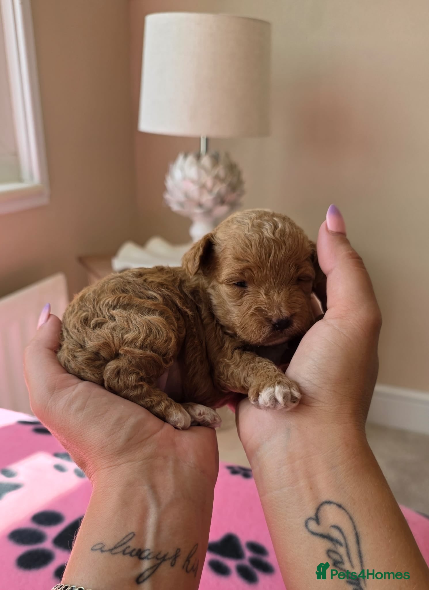 Maltipoo dogs 1 BOY RESERVED Adorable Tiny Toy Maltipoo puppies  - Advert 1