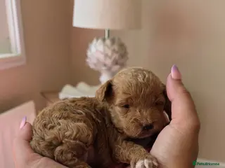 Maltipoo dogs 1 BOY RESERVED Adorable Tiny Toy Maltipoo puppies - Advert 1