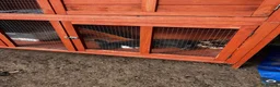 Mini Lop rabbits for sale: Lovely mini lops for sale  - Advert 6