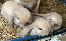 Mini Lop rabbits for sale: Pure bred mini lop rabbits - Image 1