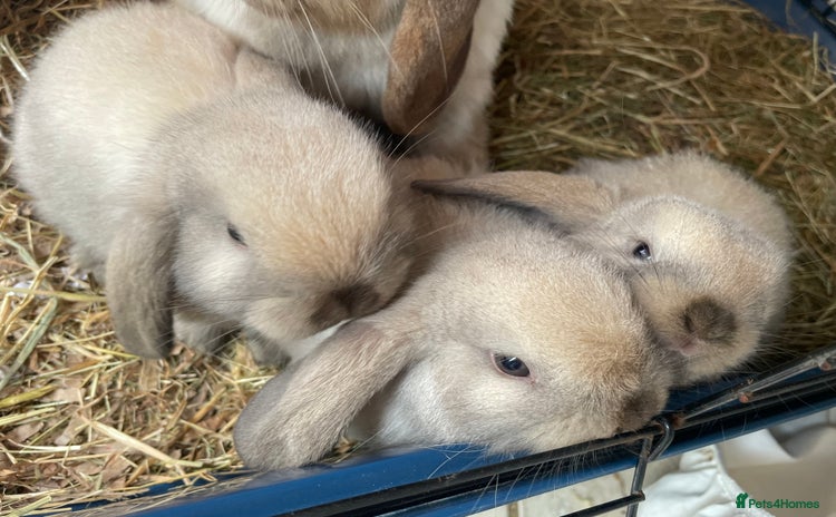 Mini Lop rabbits - Advert 1
