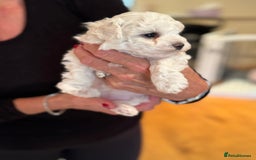 Bichon Frise dogs for sale: KC Registered Pedigree Bichon Frise Puppies - Image 5
