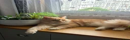 Ragcoon cats for sale: ragcoons  in Aberdeen - Advert 9