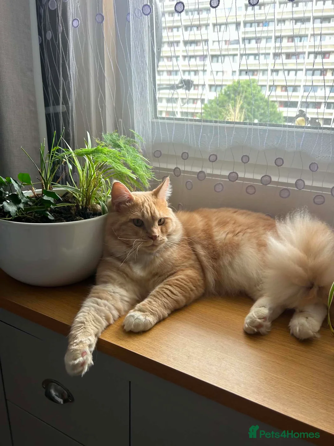 Ragcoon cats for sale: ragcoons  in Aberdeen - Advert 9