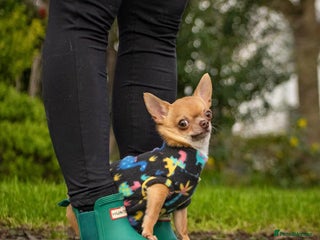 Chihuahua dogs in Leeds - Advert 22