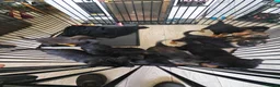 Mixed Breed dogs for sale: Shepadoodle puppies for sale  in Boston - Advert 4