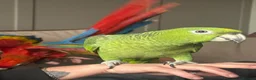 Parrots birds for sale: Extremely rare mealy x yellow crowned Amazon  - Advert 5