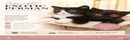 Persian cats for sale: Half Exotic Persian kittens in Broseley - Advert 2