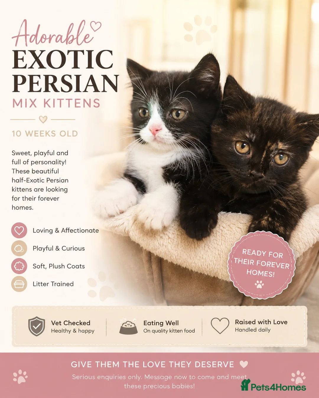 Persian cats for sale: Half Exotic Persian kittens in Broseley - Advert 2
