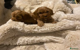 Cockapoo dogs for sale: F1 Cockapoo red puppies - Image 3