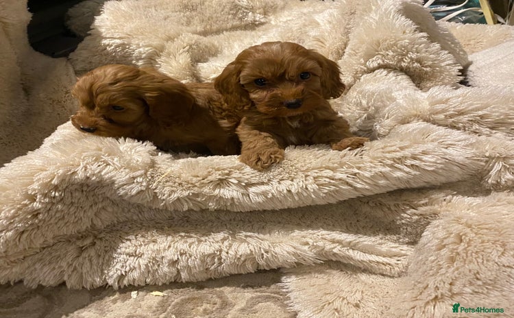 Cockapoo dogs - Advert 3