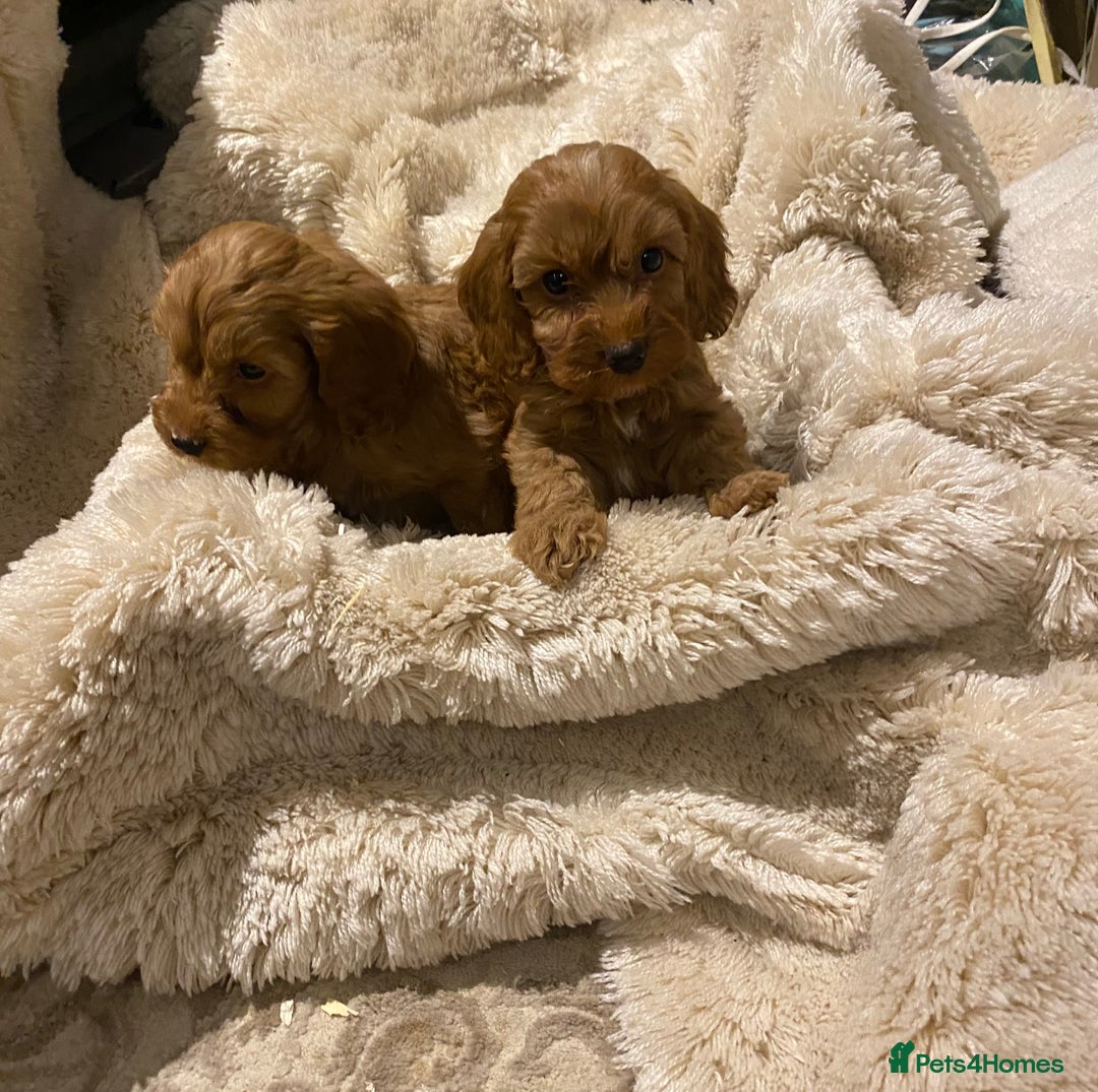 Cockapoo dogs for sale: F1 Cockapoo red puppies - Image 3