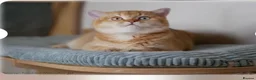 British Shorthair cats for sale: Odd eye proven golden male  - Advert 5