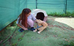 Basset Fauve De Bretagne dogs for adoption: Howie  - Image 3