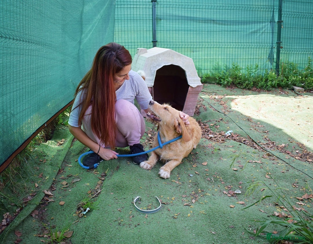 Basset Fauve De Bretagne dogs for adoption: Howie  - Image 3