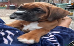 Boxer dogs for sale: READY TO GO - Chunky KC registered Boxer pups - Image 22