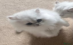 Persian cats for sale: Full Pedigree Chinchilla Kitten - Image 6