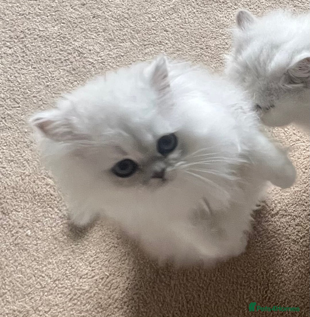 Persian cats for sale: Full Pedigree Chinchilla Kitten - Image 6