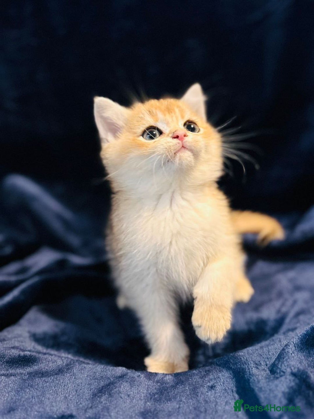 British Shorthair cats for sale: Charming British golden chinchillas - Advert 26