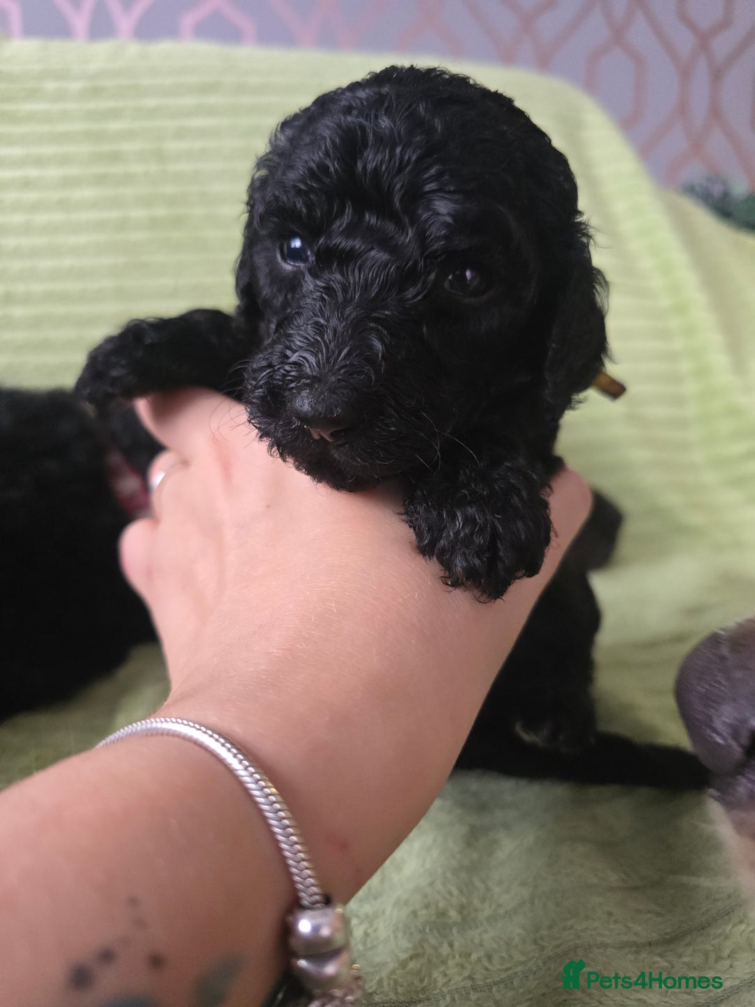Standard Poodle dogs for sale: KC registered Standard Poodles! - Advert 9