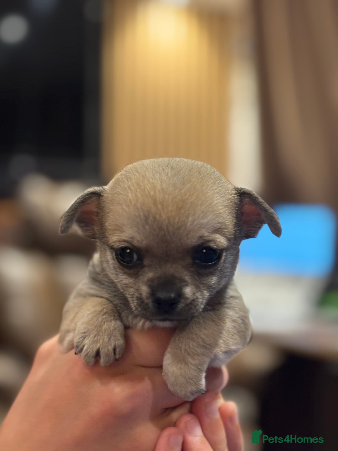 Chihuahua dogs for sale: Pure Breed Pedigree Certificated Chihuahua Puppies - Image 9