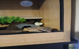 Leopard Gecko reptiles for sale: Adult Leopard Gecko and full setup. - Image 1