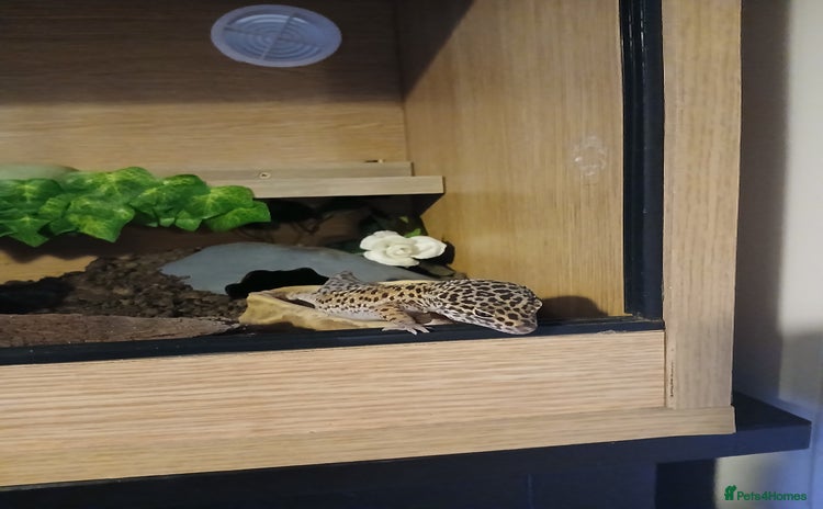 Leopard Gecko reptiles - Advert 2