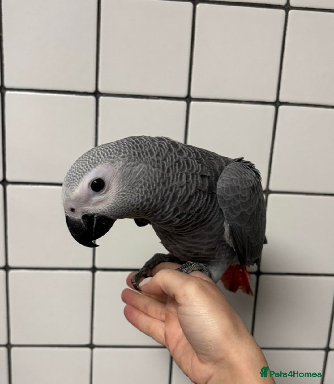 Cockatoo birds for sale: Super Tame Hand Reared Baby African Greys - Image 5