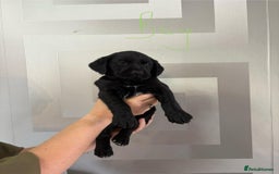 Cockerdor dogs for sale: Cockador puppies  - Image 3