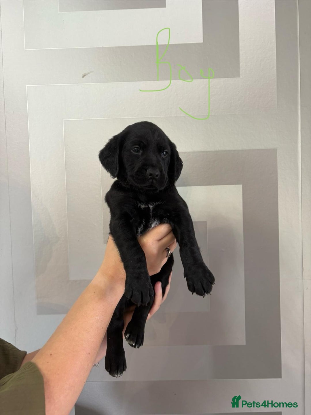 Cockerdor dogs for sale: Cockador puppies  - Image 3