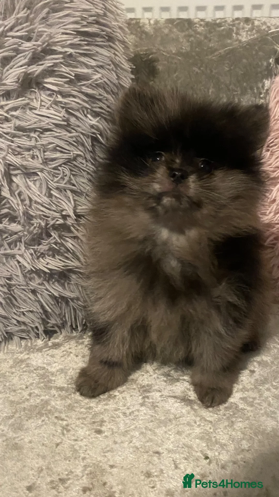 Pomeranian dogs for sale: Handsome Pomeranian looking for his forever home - Advert 4
