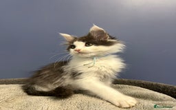 Maine Coon cats for sale: LAST GORGEOUS GIRL - Image 5