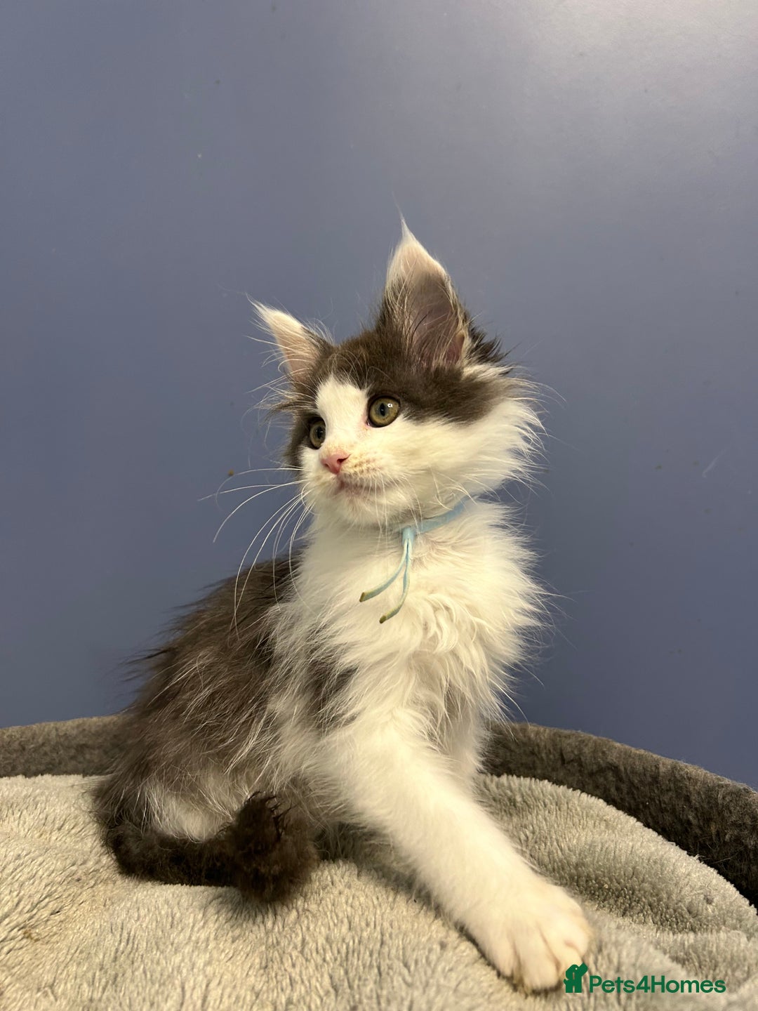 Maine Coon cats for sale: LAST GORGEOUS GIRL - Image 5
