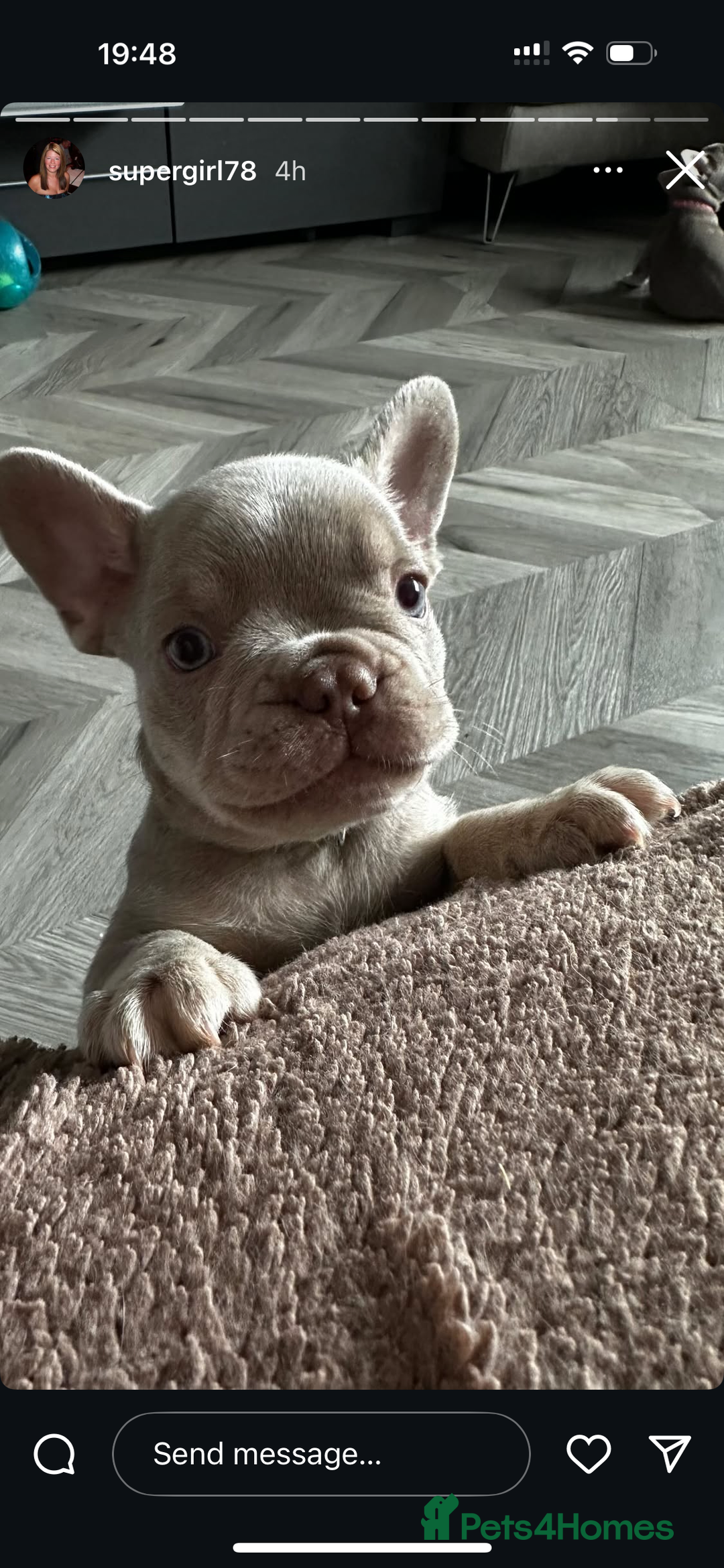 French Bulldog dogs for stud: Stunning Isabella & Tan boy fluffy L4 for Stud in Dundee - Image 24