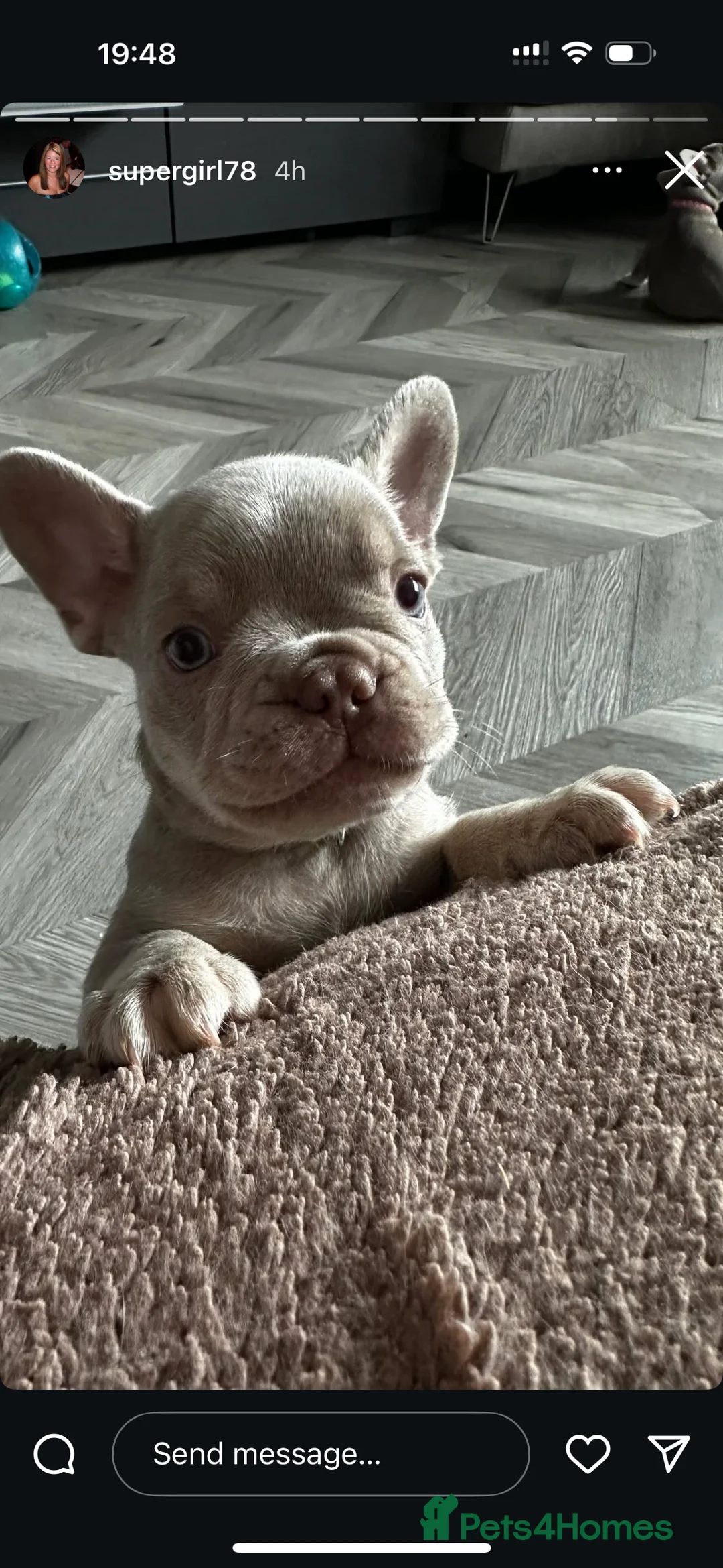 French Bulldog dogs for stud: Stunning French Bulldog For Stud in Dundee - Advert 23
