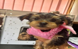 Yorkshire Terrier dogs for sale:  Yorkshire Terrier Puppies 😍🥰 2 available  - Image 3